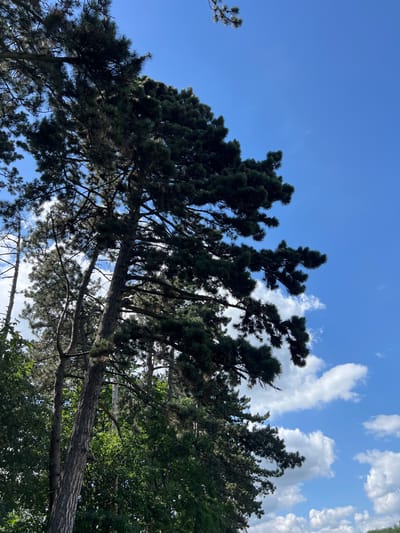In Karniowice, Poland, a photograph captures a clear, bright blue sky dotted with fluffy white clouds, observed from beneath the canopy of tall, mature pine trees. The foreground is dominated by the dark green, dense foliage of these evergreen trees, their branches reaching upwards and diagonally across the frame, obscuring parts of the sky. The textured bark of a thick pine trunk is visible on the left side of the image, adding a sense of depth and scale. The sun's light filters through the needles, creating highlights and shadows within the tree canopy. The overall impression is of a serene, natural setting on a pleasant day.