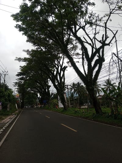 The image presents a two-lane asphalt road in Kodarapalli, India, extending under an overcast sky. The road features faded double yellow centerlines and a single yellow line on the right, leading towards distant vehicles. On the left, a paved sidewalk with black and white striped curbs borders a vegetated bank, behind which a row of large, leafy trees forms a partial canopy. A red and yellow sign is visible on the left in the mid-ground. Power poles with numerous overhead lines are present on both sides of the road. On the right, a grassy verge precedes several mature trees whose trunks and branches are heavily covered in moss or epiphytes. Beyond these, palm trees, banana plants, and a light-colored building are visible. Distant mountains or hills are faintly discernable under the cloudy sky. No individuals or specific actions are observed in the immediate foreground.