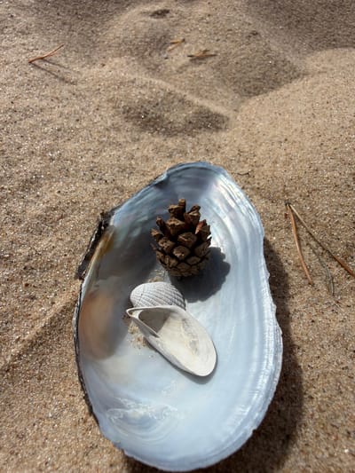 A close-up, high-angle shot captures a collection of natural objects resting on coarse, tan sand. The foreground is dominated by a large, iridescent, pale blue shell, its interior showing swirling patterns of white and grey. Inside this shell are two smaller, pale objects: one is a small pinecone with visible scales, and the other is a broken, white seashell fragment. Two thin, dried pine needles lie to the right of the large shell, partially embedded in the sand. The sand itself is textured, with shadows cast by the objects, suggesting bright sunlight. The scene is outdoors, on a sandy surface. There is no indication of it being in the city of Gauja, Latvia.