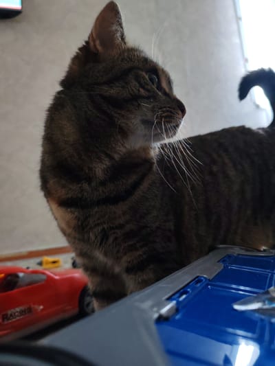 A close-up, low-angle shot shows a tabby cat's profile as it looks to the right. The cat has green eyes, a pink nose, and long white whiskers. Its fur is dark brown with black stripes. In the foreground, a blue toy is visible, and to the left, a red toy car with "RACING" printed on its side can be seen. The background is blurred, with a light-colored wall and a window. The lighting suggests it might be daytime.