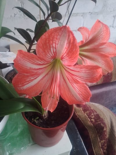A close-up shot captures a vibrant coral-colored amaryllis flower, its petals delicately striped with white. The flower blooms from a dark red pot filled with soil, a tiny green sprout visible near its base. Behind the amaryllis, the dark green leaves of another plant, possibly a ficus, reach upwards, their glossy surfaces reflecting light. The backdrop features a light-colored, textured brick wall, suggesting an indoor setting. To the right, a richly patterned tapestry or fabric with maroon and gold motifs adds a touch of warmth to the scene. The overall impression is one of a well-tended indoor plant display. The image does not contain any visible elements that would allow for its specific location in Yessentuki, Russia.