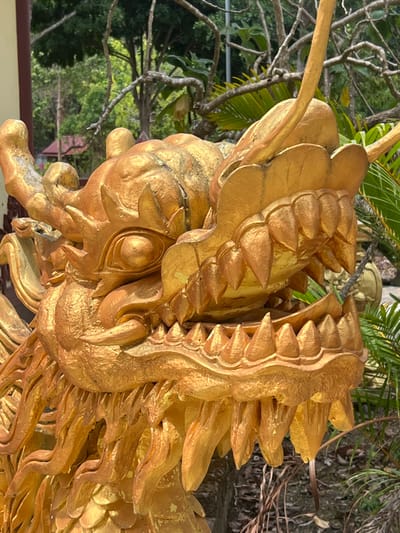 The image presents a close-up view of the head and upper body of a large, golden dragon statue, located in Đăk Mar, Vietnam. The statue's head is oriented slightly right and downward, featuring an open mouth that reveals multiple rows of sharp, conical teeth in both the upper and lower jaws. The dragon possesses intricate sculpted details, including distinct scales, round eyes, and prominent horns extending upwards from its head. The golden finish of the statue exhibits localized wear and discoloration. The background consists of dense green foliage, trees, and palm fronds, indicating an outdoor setting. A cream-colored building with a dark brown vertical trim is partially visible on the left side, and another structure with a reddish-brown roof is discernible deeper within the background vegetation. The scene is illuminated by natural daylight.
