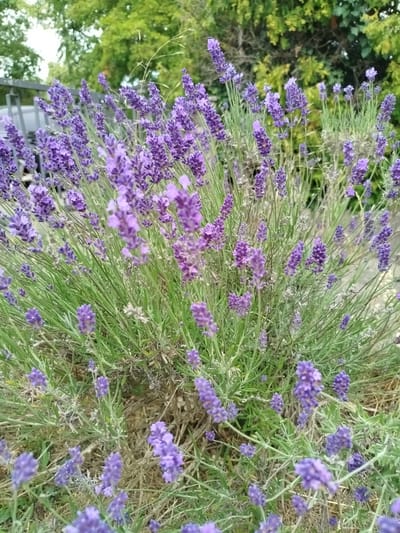 This media file shows a close-up view of a blooming lavender bush. The plant is full of vibrant purple flowers and green foliage. The background is blurred, but hints of trees and possibly a fence can be seen, suggesting an outdoor setting, likely a garden or park. The lighting suggests it is daytime. There are no people or visible text in the image. The focus is entirely on the texture and color of the lavender, creating a sense of natural beauty and tranquility.