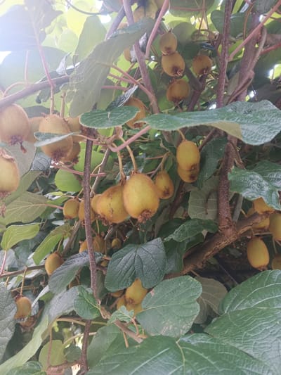 The image shows a close-up view of a kiwi vine laden with ripe kiwifruit, set against a backdrop of dense green foliage. The kiwifruit are small to medium-sized, oval-shaped, and covered in a fuzzy brown skin. Some fruits are clustered together, while others hang individually from the branches. The vine's branches are woody and varied in thickness, with some thin, reddish stems intertwined with thicker, greyish-brown ones. The leaves are large, heart-shaped, and textured, with prominent veins. The sunlight filters through the leaves, creating dappled light and highlighting the fuzzy texture of the fruit and the veins of the leaves. The scene appears to be outdoors in a natural setting, likely a garden or orchard, given the abundance of fruit and vegetation. The image does not contain any people or specific indicators of its location within Viadati Eshyra, Abkhazia, beyond the general appearance of a fruit-bearing vine.