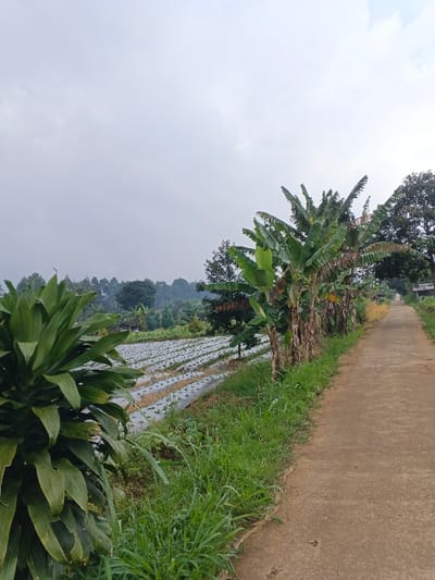 The image captures a serene rural landscape, likely in Nipa, Papua New Guinea, under an overcast sky. A narrow, light-colored paved road runs along the right side of the frame, curving gently as it recedes into the distance. Lush green grass and various wild plants densely line both sides of the road.
In the immediate foreground on the left, a large, spiky-leafed green plant, possibly a variety of Cordyline, stands prominent. To the left of the road, beyond a row of several tall banana trees, lies a cultivated field. This field is characterized by numerous parallel rows of young plants, each covered with white plastic mulch, a common farming technique. Some of the banana trees appear to bear developing fruit.
Further into the background, the landscape unfolds into rolling hills and dense tropical forests, exhibiting a rich tapestry of green foliage under the soft, diffused light of the cloudy sky. The sky itself is a uniform light grey, indicating an overcast day. No people are visible, and there are no discernible activities taking place, creating a tranquil depiction of agricultural land blending with natural vegetation. A small, indistinct structure can be faintly seen in the far distance on the right, beside the road. There is no visible text in the image.