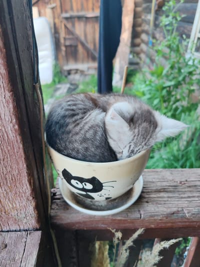 A close-up shot captures a gray tabby kitten curled up asleep in a small ceramic pot with a cat face design. The pot rests on a weathered wooden railing. In the background, a rustic wooden building and lush green foliage are visible, suggesting a rural or semi-rural setting. The scene is set outdoors, possibly on a porch or balcony. The kitten is the primary subject, appearing peaceful and comfortable in its unconventional sleeping spot. The lighting suggests it is daytime, with soft natural light illuminating the scene.
