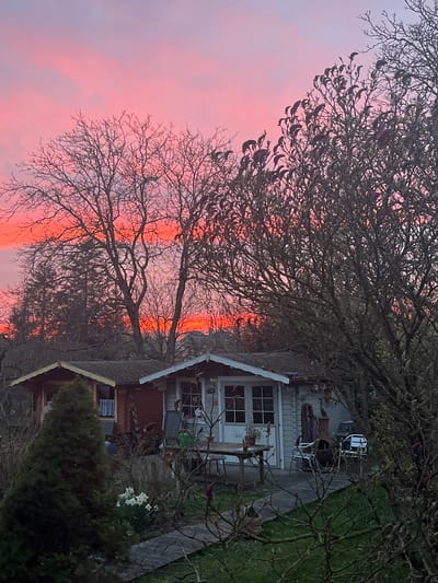 This image depicts a residential garden scene in Foetz, Luxembourg, at either sunrise or sunset, characterized by a vibrant pink and orange sky. The foreground features bare deciduous tree branches on the right, and a conical evergreen shrub on the left, with patches of green grass and a stone pathway. White daffodils are visible near the evergreen.
In the midground, two small wooden structures, likely garden sheds or cabins, are present. The structure on the left is reddish-brown with a dark roof and a window with white curtains. The structure on the right is light gray/blue with white trim, a dark roof, and a prominent double door with multiple window panes. An outdoor patio area is situated in front of the gray/blue cabin, featuring a wooden table with chairs, an outdoor chiminea, a green watering can, and various other garden items.
Behind the structures and throughout the upper half of the image, numerous large deciduous trees, mostly bare or showing early signs of budding, are silhouetted against the brightly colored sky. No individuals are present in the scene, and no overt actions or interactions are depicted. The overall environment suggests a tranquil, cultivated outdoor space during a transitional lighting period.