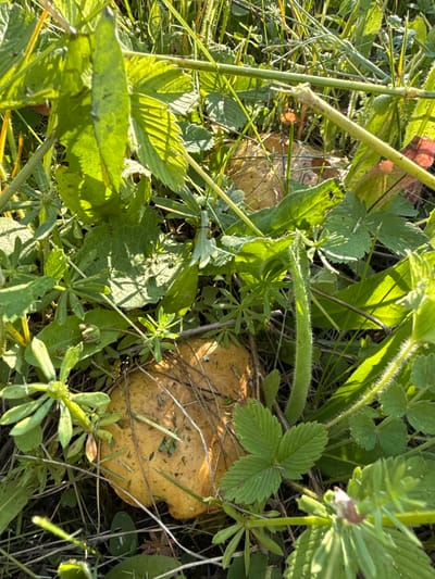 The image shows a close-up view of several mushrooms growing amongst lush green grass and foliage. The mushrooms have light brown caps with some debris scattered on them. Sunlight filters through the leaves, casting shadows and highlighting the textures of the plants and fungi. The environment appears to be a natural outdoor setting, possibly a forest floor or meadow. No people or specific landmarks are visible, making it impossible to determine a precise location within the city of Докша, Russia.