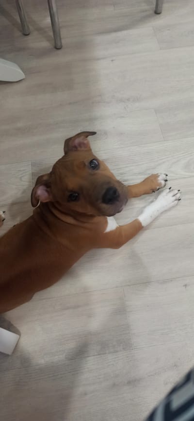 In this high-angle shot, a young, brown and white pit bull puppy lies on a light-colored wooden floor. The puppy's head is tilted, its dark eyes wide and curious, and its ears are flopped over. Its front paws are splayed out, one white and the other brown. The puppy's fur is short and smooth, with white markings on its chest and legs. The wooden floor has a subtle grain pattern and appears clean. There are some metal objects visible on the left side of the frame, possibly parts of furniture or a railing, and a white object on the bottom right, which could be a piece of furniture or a shoe. The lighting suggests an indoor setting, likely during the daytime. The overall mood is playful and inviting, with the puppy's expression conveying a sense of innocent engagement. The image seems to have been taken in Asbest, Russia, as indicated by the location context provided. No visible text is present in the image.