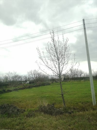 The image depicts an outdoor scene in Razdelna, Bulgaria, under an overcast sky. The foreground is composed of green grass, interspersed with areas of dry, yellowish vegetation and several mounds of dark, excavated soil. A slender, leafless deciduous tree, exhibiting visible buds on its branches, stands slightly left of center in the mid-ground, leaning gently to the left. A light-colored utility pole is partially visible on the far right. Three parallel utility lines traverse the upper portion of the frame, extending horizontally across the sky. In the background, a dense line of bare trees and shrubs forms a natural boundary, behind which indistinct structures, including a noticeable white object resembling a tarp or building, are discernible, suggesting a distant settlement or facility. No individuals or animals are present.