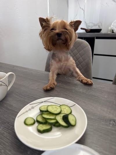 A Yorkshire Terrier dog sits at a table in a kitchen. The dog is in the foreground, looking directly at the camera. In front of the dog is a plate of sliced cucumbers. To the left of the plate is a white mug with a black pattern. The table is dark wood. In the background, a kitchen counter is visible with some appliances and cabinets. The scene appears to be indoors, in a domestic setting, likely a kitchen in a home. The location is specified as Sustaš, Montenegro.