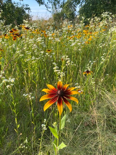 The image shows a close-up view of a field of flowers, dominated by a large, vibrant Black-Eyed Susan in the foreground. The Black-Eyed Susan has petals that transition from a deep reddish-brown at the center to bright yellow at the tips. It is surrounded by a dense growth of tall green grass and other smaller white and yellow wildflowers, creating a natural meadow setting. In the background, more Black-Eyed Susans and other flowering plants are visible, interspersed with green foliage and trees. The sky above is a clear light blue. The overall scene is one of a sunny, overgrown natural landscape, likely in a rural or semi-rural area. The location is specified as Pabiržis, Lithuania, implying this is a depiction of local flora in that region. There are no people or animals visible in the image.