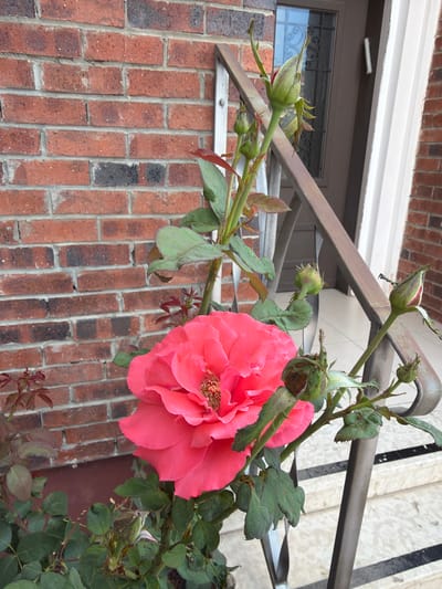 The image shows a close-up of a vibrant pink rose in bloom, with several rose buds also visible on the stem. The rose is set against a backdrop of a red brick wall. To the right of the rose, a metal railing and steps are visible, suggesting an outdoor setting such as a porch or garden. The overall scene is of a rose plant flourishing in an urban environment. The location is identified as Gedera, Israel.