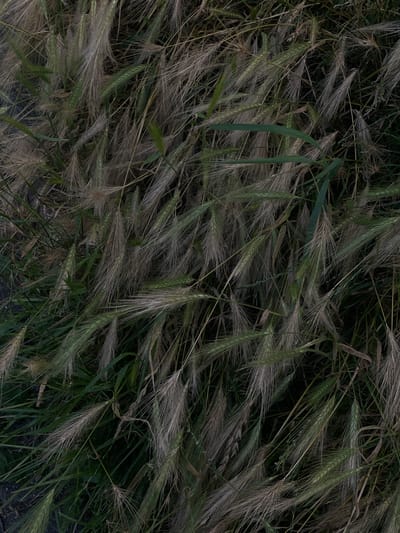 The image is a close-up, overhead shot of dry grass and green grass. The grass stalks are predominantly tan and beige, with some appearing green and light brown. Many stalks have feathery seed heads. The overall impression is one of abundant, somewhat overgrown vegetation. The scene appears to be an outdoor environment, likely a natural area or a less manicured part of a garden or park. The context of Bolesławiec, Poland, suggests this could be a natural area, roadside, or undeveloped plot within the city limits. There are no people, animals, or man-made objects clearly visible in the frame. The lighting is somewhat dim, contributing to a muted color palette. The texture of the grass is rough and dry for the tan stalks, and smooth for the green blades. The arrangement of the grass is dense and overlapping, creating a chaotic yet natural pattern.