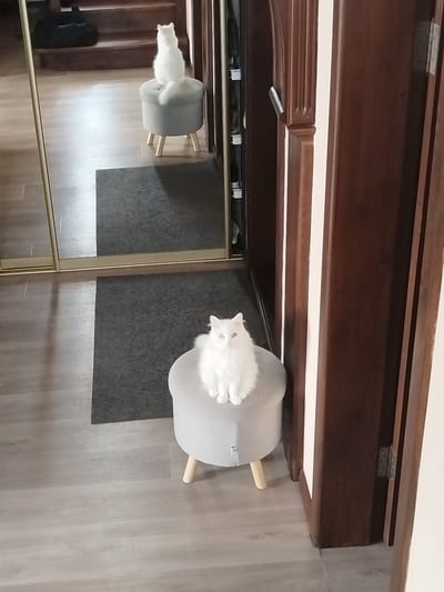 The image shows an interior scene with two white cats. In the foreground, a fluffy white cat with blue eyes is sitting on a light gray, round ottoman with wooden legs. The cat is facing forward and looking at the camera. In the background, another white cat is visible in a mirror reflection, also sitting on a similar ottoman. The environment appears to be a home, with wooden flooring and a dark gray rug. A mirrored wardrobe is to the left, and a dark wooden door frame is to the right. The scene is well-lit, with natural light coming from an unseen source. The image is a photograph taken indoors. The location of Andzhero-Sudzhensk, Russia, is not depicted in this image.