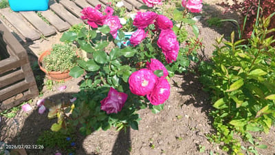 The image shows a close-up of pink roses in a garden. The roses are in full bloom and have many petals. They are a vibrant pink color with some lighter pink and white accents. The roses are growing on a bush with green leaves. In the background, there are some wooden planks, a terracotta pot with a small green plant, and other greenery. There are also some fallen rose petals scattered on the ground. The scene appears to be outdoors on a sunny day, given the bright lighting and shadows. The overall impression is a beautiful and well-maintained garden.

Visible text includes a date and time stamp in the lower left corner: "2026/07/02 12:26". The location context provided is "Луза, Russia".