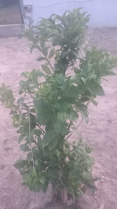 This media file depicts a plant with green leaves, likely a shrub or small tree, lying on the ground. The plant is the central subject and appears to have been recently planted or uprooted, as evidenced by its horizontal position and contact with the soil. The soil is a light brown or sandy color, with visible pebbles and debris scattered across its surface. In the background, a blurry structure, possibly a building or wall, can be seen. There are no people or animals visible in the image. The lighting suggests it could be daytime, but the overall image quality is low and the lighting is not distinct enough to determine the time of day or specific weather conditions. There is no visible text in the image. The overall impression is that of a simple, unadorned outdoor scene, possibly a garden or yard. The focus is entirely on the plant and its immediate surroundings.