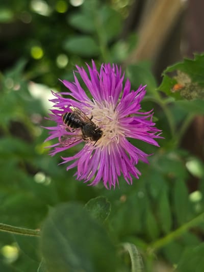 A close-up, vertical, high-angle shot captures a bee collecting nectar from a vibrant purple thistle-like flower. The bee, with its segmented body and striped abdomen, is positioned in the center of the flower's disk, its wings slightly spread. The flower's petals radiate outwards, appearing delicate and slightly wet. The background is a blur of green foliage and soft, circular bokeh lights, suggesting an outdoor environment. The scene appears to be a still, natural moment, possibly in a garden or park. The location is Serebriansk, Kazakhstan.