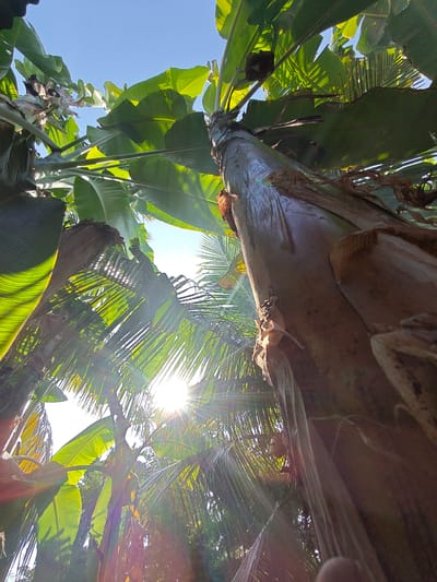 A low-angle shot captures a dense canopy of banana and palm trees against a bright blue sky. The sun is visible, casting strong rays and lens flare through the foliage. The trunk of a large banana tree is prominent in the foreground, with its textured bark and fibrous layers. The leaves of the banana trees are large and vibrant green, with some showing signs of wear. Palm fronds are interspersed throughout the scene, creating a layered effect. The image appears to be taken outdoors in a natural setting, likely a garden or a tropical environment. The location is Ubitpayaitek, Indonesia. There are no people or animals visible in the image.