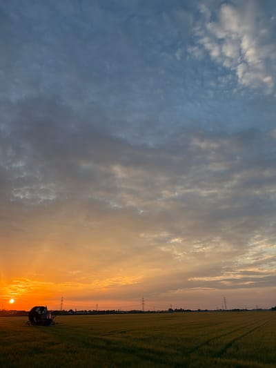 The image depicts a landscape at sunset in Poing, Germany. The scene is divided by a vibrant sunset gradient, with the left side showing a deep blue sky filled with wispy white clouds, gradually transitioning to hues of orange and yellow towards the right. A vast field, likely of wheat or barley, stretches across the right side of the frame, its green stalks casting long shadows.
In the distance, a line of trees and power pylons mark the horizon. Towards the bottom right of the image, a piece of agricultural machinery, possibly a baler, is visible parked in the field, its dark silhouette contrasting with the bright sky. The setting sun, a small, glowing orb, is low in the sky, illuminating the clouds with warm, golden light.
The time of day is clearly sunset, and the weather appears clear with some cloud cover. The presence of agricultural fields and power infrastructure suggests a rural or semi-rural setting in Germany. The overall mood is tranquil and serene, evoking the peaceful end of a day. There is no visible text in the image.