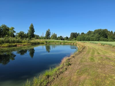 The image depicts a tranquil natural scene on a clear, sunny day in Jiuseri, Latvia. The foreground is dominated by a still, dark body of water, likely a pond or small lake, its surface reflecting the surrounding trees and the bright blue sky. Tall green grass and reeds line the edge of the water. To the right of the water, a well-maintained grassy area slopes away, with distinct tire tracks suggesting it's a path or field that has been recently mown. Beyond this grassy area, fields of green crops or vegetation stretch into the distance.
The background features a dense line of various trees, including tall, slender deciduous trees and darker, more rounded evergreen trees, forming a verdant backdrop against the horizon. The sky is a vibrant, cloudless blue, indicative of fair weather. No people or animals are visible in the image. The overall impression is one of peaceful rural landscape, typical of the Latvian countryside in summer.