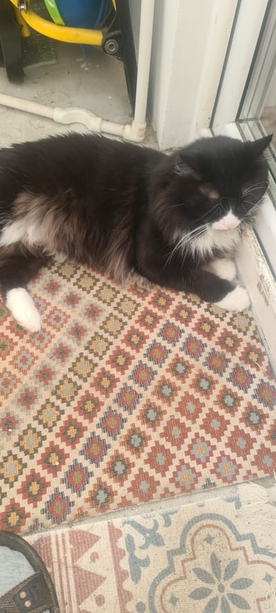 A black and white cat is sleeping on a patterned rug by a window. The cat is lying on its side, with its paws tucked in. The rug has a geometric pattern with red, blue, yellow, and white diamonds. The window frame is white, and there is a white pipe running along the wall. The scene appears to be indoors, possibly in a home. The lighting suggests it is daytime. There is no visible text in the image.