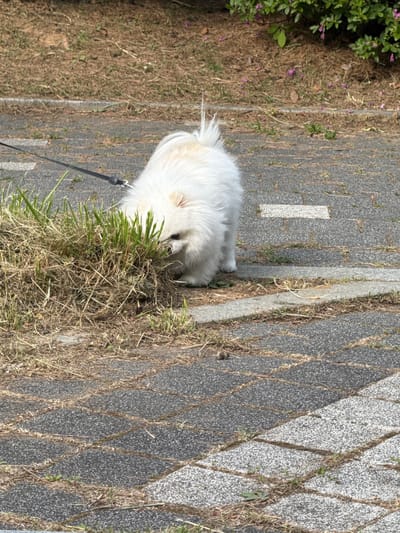 A small white dog on a black leash is eating grass along a gray brick sidewalk. The sidewalk is bordered by dry vegetation and some sparse green grass. The location is Gimpo-si, South Korea.