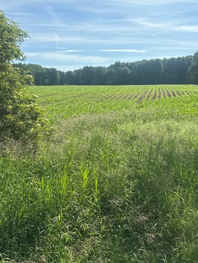 The image depicts a rural landscape in Czarnowo, Poland, on a clear day with a blue sky and scattered white clouds. The foreground is dominated by tall green grass and some wildflowers. Behind the grass is a large field of young corn plants, arranged in neat rows, stretching towards a dense line of trees in the middle ground. The trees form a dark green border, suggesting a forest or a thick woodland. The overall impression is one of agricultural land under cultivation, with a natural boundary of trees. There are no people or animals visible in the image.