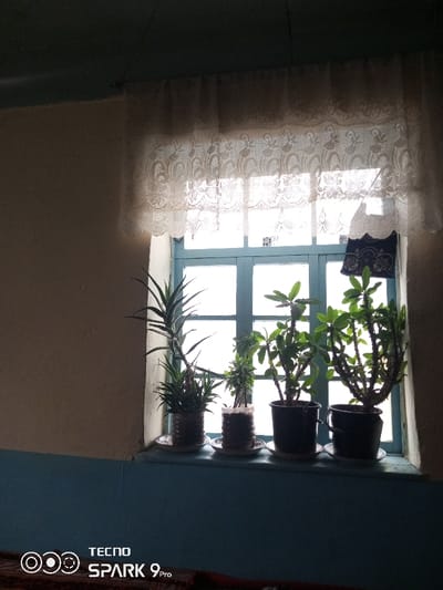 This image depicts an interior scene in Khidirsho, Uzbekistan, centered on a window providing strong backlighting. The room's upper walls are a light beige, transitioning to a dark teal or blue painted section at the lower wall and ceiling.
A light blue-framed window with a grid pattern occupies the center, showing a brightly illuminated exterior that obscures any specific outdoor details. A white, intricately patterned lace valance hangs across the top of the window. On the right side of the window, a small, dark fabric item with light embroidery or embellishments is suspended, and two small white rectangular objects are visible adhered to the windowpanes or frame.
The windowsill, light in color, holds four potted plants arranged in a row. From left to right:
1. A tall, spiky-leafed succulent, possibly an aloe, in a clear plastic bottle cut and inverted as a pot, resting on a white saucer.
2. A smaller, bushy green plant in a similar repurposed clear plastic bottle pot, also on a white saucer.
3. A bushy plant with broader green leaves in a dark-colored pot with a handle, sitting on a white saucer.
4. A larger, somewhat sparser bushy plant with visible stems, also in a dark-colored pot with a handle, on a white saucer.
A reddish-brown textile, possibly a rug or blanket, is partially visible in the bottom left corner of the frame. The image includes a "TECNO SPARK 9 Pro" watermark in the lower left corner. The interior is predominantly shadowed due to the bright light emanating from the window.