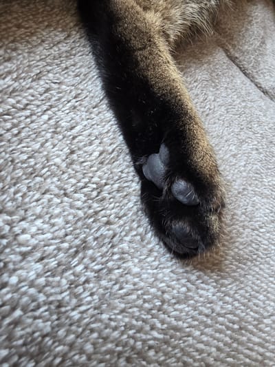 The image is a close-up, eye-level shot of a cat's paw resting on a textured, beige carpet. The paw is dark in color with visible toe beans and fur. The cat's leg extends upwards and out of the frame. The carpet appears soft and plush, with a uniform texture. There is no discernible evidence of the city of Brzeg, Poland. The image is an indoor scene.