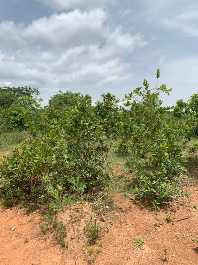 In Nabatum, Nigeria, this image depicts an outdoor scene dominated by lush green vegetation and a red, sandy terrain under a cloudy sky. Two prominent bushes, characterized by dense foliage and thin branches, are positioned in the foreground. The ground is covered with a mix of red soil and scattered green grass. In the background, more trees and greenery are visible, suggesting a natural or semi-cultivated environment. The lighting indicates it is daytime, with soft light filtering through the clouds.