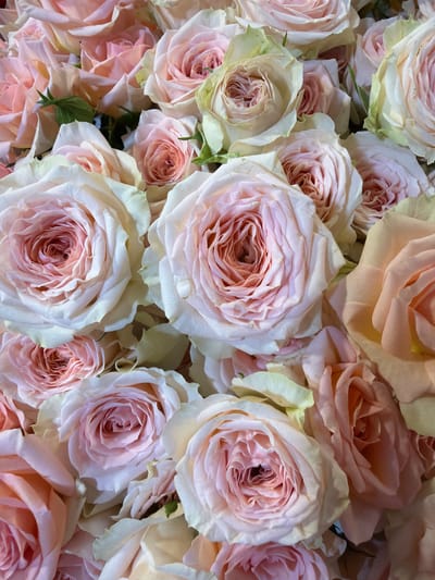 A close-up, overhead shot captures a lush bouquet of pale pink and cream roses, their petals soft and densely layered. The roses are tightly arranged, creating a textured surface with subtle variations in hue and shade. Some roses exhibit a deeper pink blush at their centers, while others are a more uniform creamy white with faint hints of green at the edges of their outer petals. The lighting is soft and diffused, casting gentle shadows that accentuate the curves and folds of the petals. The image appears to be a still life, likely taken indoors or in a controlled environment, with no discernible background elements or environmental context. The location of Oskemen, Kazakhstan, is not visually represented or suggested by the image content.