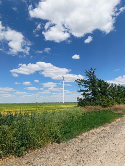 This is a wide-angle, eye-level shot of a rural landscape on a sunny day. The foreground is dominated by a dirt road that curves to the right, bordered by dense green vegetation and dry grass. Further into the midground, a vast field of crops, with patches of yellow and green, stretches towards the horizon. A tall, white wind turbine stands prominently in the distance, centered in the frame, with its blades stationary. To the right of the wind turbine, a large, dark green tree with dense foliage grows near the edge of the field. The sky above is a vibrant blue, dotted with scattered, fluffy white clouds. The location is the outskirts of Sychavka, Ukraine. There are no people or animals visible in the image.