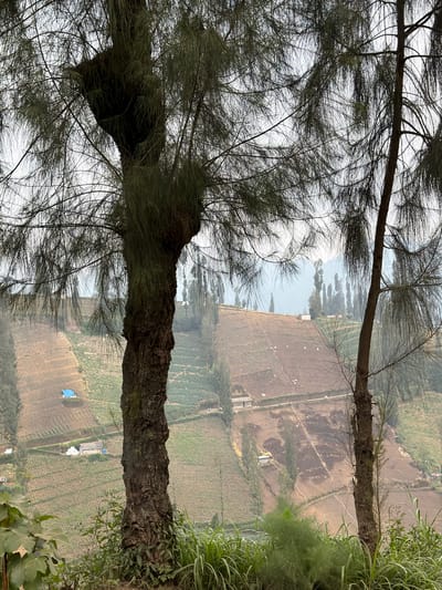 The image depicts a terraced agricultural landscape in Ngadas, Indonesia. In the foreground, the textured bark of a large tree trunk dominates the left side of the frame, with its wispy foliage partially obscuring the view. To the right, a thinner tree trunk stands, also draped with similar foliage. Below the trees, lush green grass and other low-lying vegetation form a natural border.
Beyond the foreground, the landscape unfolds into a series of stepped terraces, likely cultivated fields. The upper terraces appear greener, suggesting vegetation, while some lower sections are a drier, brownish hue, indicating recently tilled or barren land. Scattered throughout the terraces are small structures, possibly homes or agricultural buildings, some with blue tarps or white coverings. A winding path or road is visible connecting some of these areas. The background is hazy with a muted palette of greens, browns, and grays, suggesting a misty or overcast atmosphere and distant hills or mountains. The overall impression is one of rural agricultural activity set against a natural, hilly backdrop.