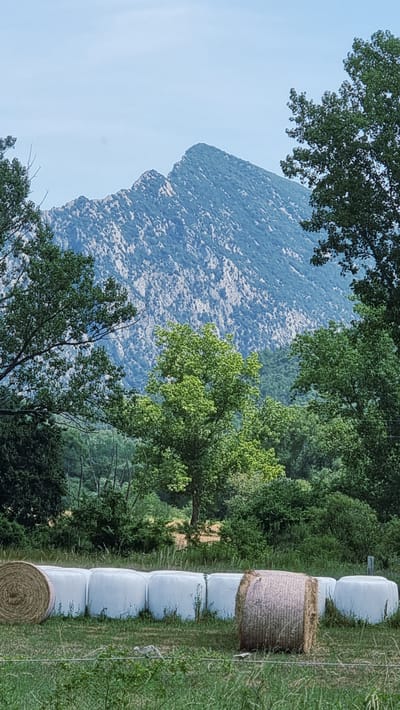 This media file depicts a rural landscape scene. The primary subjects are a rocky mountain, lush green trees, and a row of hay bales wrapped in white plastic. In the foreground, several hay bales are visible, one of which is unwrapped and shows the texture of baled hay, while others are neatly encased in white protective wrap. The bales are arranged in a line along a grassy field. Behind the hay bales, a dense forest of trees occupies the midground, with various shades of green indicating different types of foliage and their varying distances.
Dominating the background is a large, rugged mountain with a textured surface, suggesting exposed rock and sparse vegetation. The mountain's slope appears steep and uneven. The sky above is a pale, hazy blue, indicating it is likely daytime, possibly late morning or early afternoon, with fair weather. The overall impression is one of a peaceful, natural setting in a rural agricultural area. No people, text, or specific events are depicted. The orientation of the image is rotated 90 degrees counter-clockwise.