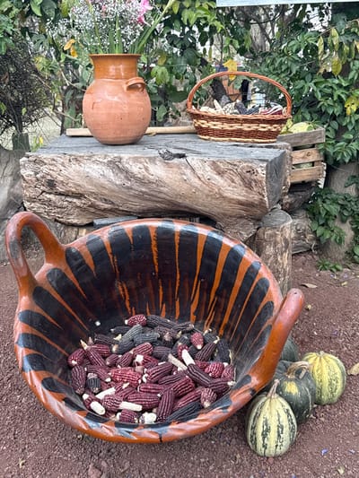 The image displays an outdoor arrangement of agricultural products and traditional items in Sanctorum, Mexico. In the foreground, a large, handled, rust-orange ceramic bowl with black painted accents rests directly on reddish-brown earth. This bowl contains a quantity of small, dried corn cobs in various hues, primarily dark purple/black and maroon/red, mixed with some lighter kernels. To the right of the bowl, three small, variegated green and cream-striped gourds or pumpkins are positioned on the ground.

Midground elements are situated on a rustic platform constructed from rough-hewn, stacked wooden logs. On the left side of this platform, an unglazed, two-handled terracotta pot holds a bouquet of white and pink flowers and green leaves. To the right of the pot, a small, oval-shaped woven wicker basket containing an assortment of dried corn cobs in various colors (white, yellow, speckled, dark) is visible. A light-colored wooden stick lies horizontally behind the terracotta pot on the platform. The background consists of dense green foliage and vines, suggesting a garden or natural outdoor setting, with soft, natural lighting. No individuals are present in the scene.