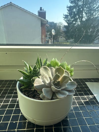 The image displays a close-up, eye-level view of a potted succulent arrangement situated on a tiled windowsill, looking out into an urban or suburban landscape in Höri, Switzerland.
In the foreground, a round, light green ceramic pot contains three distinct succulent plants. To the left, a succulent with dark green, triangular, pointed leaves featuring white speckled patterns is visible. Central and prominent is a grayish-green rosette-forming succulent with broad, fleshy leaves. To the right and slightly behind, a group of smaller, light green, tightly packed succulent leaves are present. Dark soil fills the pot. A slender, curved, dried stalk extends upwards and to the right from the pot.
The windowsill beneath the pot is covered with small, square, dark-colored tiles arranged in a diagonal grid pattern. Direct sunlight casts prominent shadows of the plants and pot onto these tiles. A light-colored, horizontal window frame separates the interior from the exterior view.
Beyond the window, under a clear blue sky, several buildings and trees are visible. A large, light-colored building with a reddish-brown chimney occupies the left side of the background. Further back, a satellite dish is mounted on a pole or structure. A substantial dark green coniferous tree is situated on the right, with bare deciduous trees visible in the distance. The scene is brightly illuminated by natural sunlight. No individuals or active subjects are present.