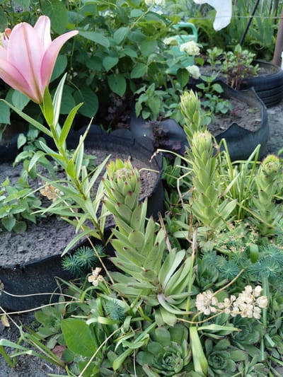 A close-up shot captures a vibrant garden scene in Shchastia, Ukraine. In the foreground, a large, delicate pink lily blooms majestically, its petals unfurling gracefully. To the right, several succulents with tightly packed, pointed green leaves are beginning to sprout, some with reddish tips. One succulent stands tall, resembling a layered cone, while another in the background is smaller and more rounded. Interspersed among the succulents are slender, light-green stems and a few dried, pale flower clusters. The background is filled with lush greenery, hinting at a thriving garden. In the upper left, a hint of a watering can suggests recent or ongoing garden care. The scene is bathed in natural light, suggesting daytime. The overall atmosphere is one of natural beauty and growth.