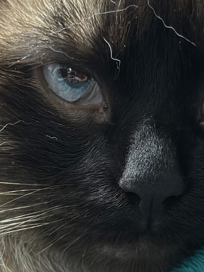A close-up, macro photograph captures a segment of a cat's face, focusing on its eye and nose. The cat appears to be a Siamese breed, with piercing blue eyes and dark fur. The left eye is visible, reflecting a small image of what seems to be a person holding a phone, likely the photographer. The cat's nose is dark, textured, and prominently featured. Several strands of white hair, possibly whiskers or stray hairs, are scattered across the dark fur. The background is blurred, with a hint of teal fabric visible at the bottom right. There is no discernible location in the city of Япрыково, Russia.