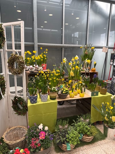 The image depicts an indoor retail display of spring flora, situated within a structure featuring extensive glass panel walls and a tiled floor, indicative of a garden center or similar establishment in Amstetten, Austria.
The scene is dominated by multiple arrangements of potted plants, primarily yellow daffodils (Narcissus) and hyacinths of various colors (yellow, white, blue), arranged on and around display tables. A central table is draped with a lime-green tablecloth, supporting numerous potted plants and decorative elements. These elements include ceramic figurines shaped like cows with bow ties, a black-and-white dog, and an orange fox. Several yellow pots bear "HAPPY EASTER" inscriptions with bunny motifs.
To the left, a tall, white, distressed wooden frame, resembling an old window frame, stands vertically. A large, round wreath crafted from moss and pussy willow is suspended from this frame. Below it, another dark green foliage wreath is visible. A small, white, ornate metal stool is partially visible behind the wooden frame.
In the foreground, a large, oval, woven basket lined with plastic sits on the tiled floor. Adjacent to it is a large, grey, round planter containing a diverse arrangement of pink, red, and white flowering plants, alongside various green foliage. Two smaller woven baskets, positioned on artificial grass mats, hold potted herbs such as rosemary, mint, and sage, each featuring a "bellaflo_ra" label and decorative wooden butterfly stakes. Additional potted red and yellow roses are visible in the lower left.
The background consists of large glass panels, reflecting overhead recessed lighting fixtures. A shopping cart with a red handle and a vertical display stand with various informational signs are partially visible on the far right. No individuals are present within the frame. The overall impression is a vibrant spring or Easter seasonal retail display.