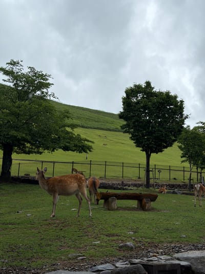 This image depicts a natural park setting, specifically identifiable as Nara Park in Nara, Japan, due to the presence of numerous Sika deer (Cervus nippon). The scene is captured under a uniformly overcast, light-grey sky, suggesting a cloudy day.
In the foreground, a prominent Sika deer stands facing left, its head slightly turned to reveal its left ear and a portion of its face. This deer has reddish-brown fur with distinct white spots and a lighter underside. To its immediate right, the hindquarters and tail of another deer are visible, facing away from the viewer, near a rustic wooden bench constructed from a log supported by two tree stumps. The immediate ground is covered in green grass, interspersed with patches of dirt and scattered grey rocks.
A black metal fence, comprising multiple vertical bars and horizontal railings, stretches across the midground, separating the foreground from a gently sloping, expansive green hillside. Two deciduous trees with dense green foliage are positioned near this fence; a larger tree on the left and a smaller, more slender one to the right. Beyond the fence, the vibrant green grass of the hillside extends upward. Multiple other Sika deer are scattered across this distant hillside, appearing smaller due to perspective, some actively grazing. The overall impression is one of a spacious, animal-friendly park.