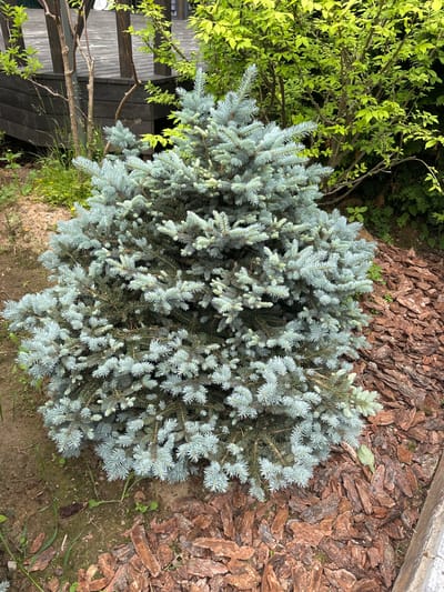 The image shows a medium-sized, blue-needled evergreen shrub or small tree. The shrub is densely branched and appears to be healthy, with a rounded, compact shape. It is surrounded by natural landscaping elements. To the left of the shrub, there is exposed soil with some scattered dry leaves and grass. Behind the shrub, a wooden deck or platform is visible, with vertical support posts. Behind the deck, there are several leafy green trees and bushes. To the right of the evergreen shrub, a large area is covered with brown wood mulch, consisting of irregular pieces of bark and wood chips. The scene is an outdoor setting, likely a garden or yard, within the city of Zakharovo, Russia. There are no people or animals visible in the image.