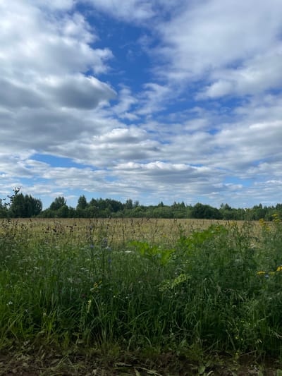 An outdoor, eye-level, vertical-format, full-shot photograph depicts a natural landscape under a partly cloudy sky. In the foreground, tall green grass and wildflowers grow densely, with patches of dry earth visible at the very bottom. Beyond the immediate grass, a field of dry grass, with sparse wildflowers, stretches towards a line of trees. The trees form a dark green, dense treeline that occupies the middle ground. The sky above is a vibrant blue, dotted with numerous white and grey cumulus clouds. The scene is static and depicts a natural environment. The location is identified as Kstininskogo Doma Otdykha, Russia. There are no people or animals visible in the image.