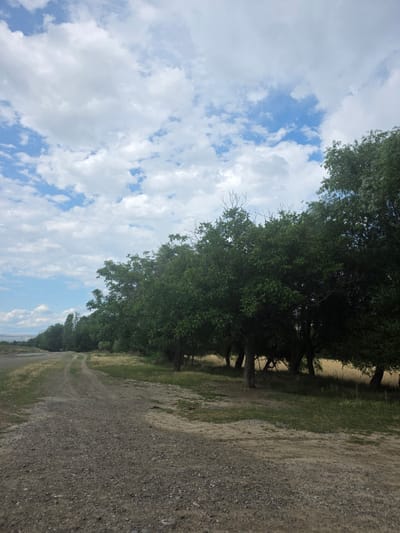 This is a vertical, wide-angle photograph taken outdoors in a rural setting. The scene features a path made of gravel and dirt on the right side of the image, leading into the distance. To the left of the path, there is a line of lush green trees with dense foliage, creating a natural border. Beyond the trees, on the far left, the sky is visible, filled with fluffy white clouds against a bright blue background. The overall impression is one of a serene, natural landscape, possibly on a clear and sunny day. The time of day appears to be daytime, given the brightness of the sky and the shadows cast by the trees. There is no visible text in the image. The location context suggests this scene is in Kolxəlfəli, Azerbaijan.