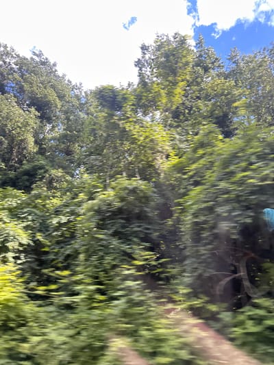 The media file is a photograph of dense green foliage, likely trees, viewed from below. The image is vertically oriented and appears to be taken from a moving vehicle, as indicated by the motion blur and the angle of the shot. Sunlight filters through the leaves, creating bright highlights and dappled shadows. In the upper left corner, a patch of bright blue sky with white clouds is visible. The overall impression is of a sunny day, possibly during the warmer months. The foliage is thick and appears to be from deciduous trees, with a variety of green tones suggesting healthy growth. There are no discernible people or man-made objects, apart from a faint, blurry, light blue object at the top right, which might be a plastic bag or similar item caught on a branch. The location context is Zvezditsa, Bulgaria, which suggests a rural or suburban setting with abundant natural greenery. The time of day appears to be daytime, given the bright sunlight.