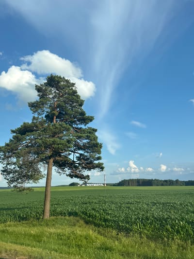 An isolated pine tree stands in the foreground, its trunk textured and its canopy dense with green needles. The tree is positioned on the left side of the frame, casting a shadow on the lush green field that extends into the background. The field is composed of tall, bright green crops, likely corn, with rows clearly visible.
In the middle ground, a line of dark green trees forms a distant horizon. Slightly to the left of center, beyond the crop field and before the tree line, is a white building with a striped roof, and a slender white tower with a red top. The sky above is a vibrant blue, filled with a mix of fluffy white cumulus clouds on the left and wispy cirrus clouds stretching across the upper right portion of the image. The overall scene depicts a serene rural landscape under a clear, bright sky. The location is identified as Ладзеніцкі сельскі Савет, Belarus.