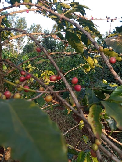 This image captures a close-up view of coffee plants laden with ripening coffee cherries, set in Mururi, Kenya. The foreground is dominated by several branches of a coffee plant, featuring lush green leaves and numerous coffee berries at various stages of maturity.

The coffee cherries display a spectrum of colors, including vibrant red, indicating full ripeness, as well as yellow and green berries, signifying different stages of development. Some berries are clustered on the branches, while others are more sparsely distributed. The leaves appear healthy, with a few showing minor imperfections or light yellowing, characteristic of a natural growing environment.

The background consists of dense green foliage, likely other coffee plants and taller trees, suggesting a coffee farm or plantation. The sky is bright, visible through gaps in the canopy, hinting at either early morning or late afternoon sun, which casts soft, warm light on the leaves and berries, creating gentle highlights and shadows. This warm light illuminates the scene, emphasizing the natural colors of the plant and its fruit.

There are no people or visible text in the image. The scene conveys a sense of natural growth and agricultural bounty, capturing a moment on a coffee farm during the ripening season in Mururi, Kenya.