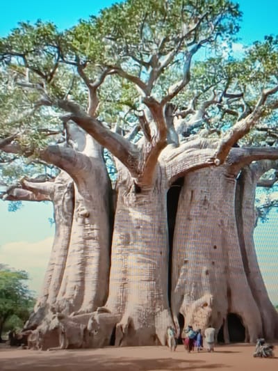 The image shows a cluster of massive baobab trees with thick, bulbous trunks, a common sight in some African regions. The trees are tall and spread out, with a dense canopy of green leaves against a bright blue sky. At the base of the trees, several people are visible, some standing and others walking. The ground appears to be sandy or dusty, typical of a savanna-like environment. There is a hint of other vegetation in the background, including smaller trees.
The provided information states that this image is from the city of Serhiivka, Ukraine. However, baobab trees are not native to Ukraine and are not found in that region. This suggests a discrepancy between the image content and the stated location. If the image were indeed from Serhiivka, it would be highly unusual and likely involve artificial cultivation or a significant misidentification of the tree species. In a forensic context, the presence of baobab trees would strongly indicate an African locale, not Ukraine.