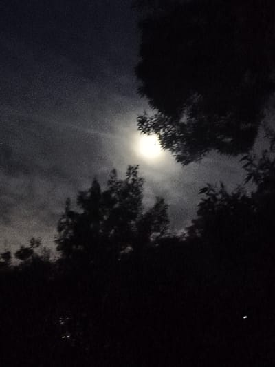 A full moon is visible in a cloudy night sky, with dark silhouettes of trees in the foreground and mid-ground. The image appears to be taken in a natural setting, possibly a park or wooded area. There are no people or discernible man-made structures visible in the primary area of the image. Some small, glowing points of light are visible in the lower section of the image, which could be artificial lights or bioluminescent organisms. The overall impression is of a dimly lit, nocturnal landscape.