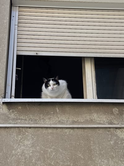 A black and white cat is looking out of a window with its head and shoulders visible. The cat has green eyes and is positioned in the center of the frame, looking directly at the camera. The window is open, and behind the cat, the interior of the room is dark. The window frame is silver, and it is set within a building with a textured concrete facade. Above the window is a beige-colored roller blind. The scene is captured from a slightly low angle, looking up at the cat in the window.